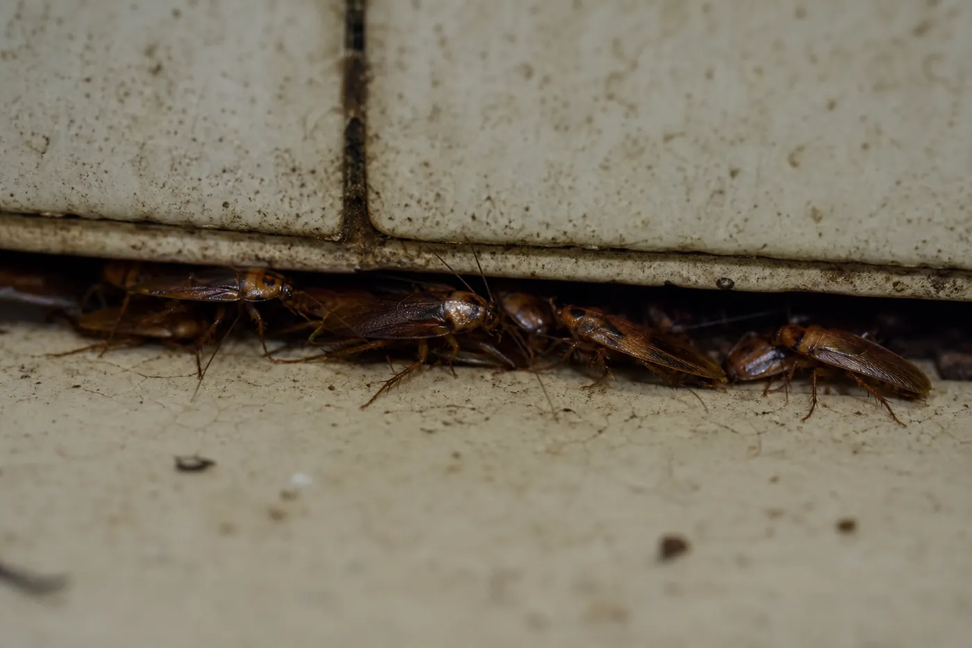 Cucarachas en Sant Boi de Llobregat