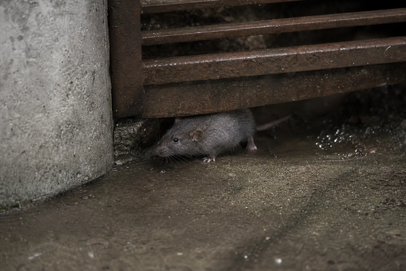 Ratas en Sant Boi de Llobregat