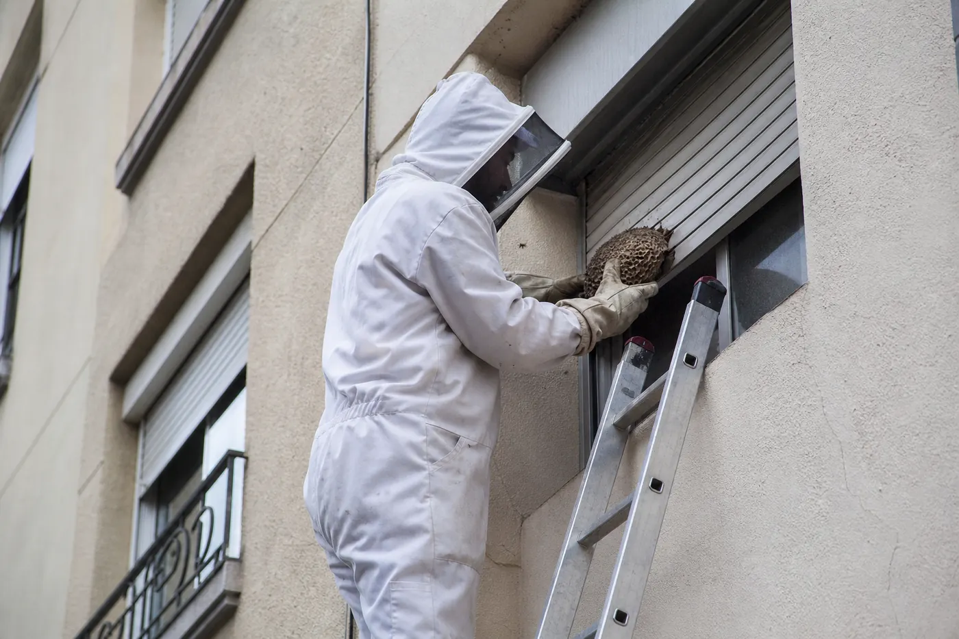 Abejas y enjambres en Sant Boi de Llobregat