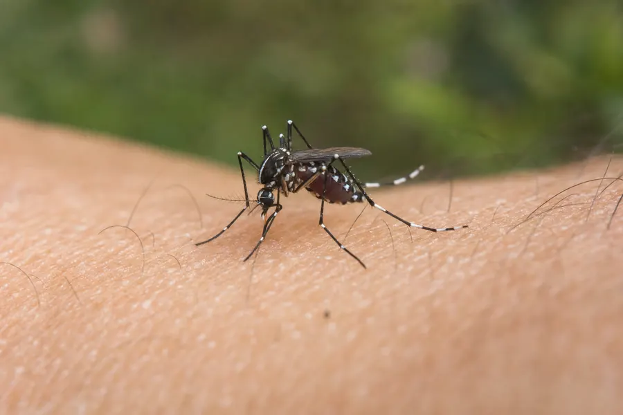 Tratamiento de mosquitos en Sant Boi de Llobregat — Deratik