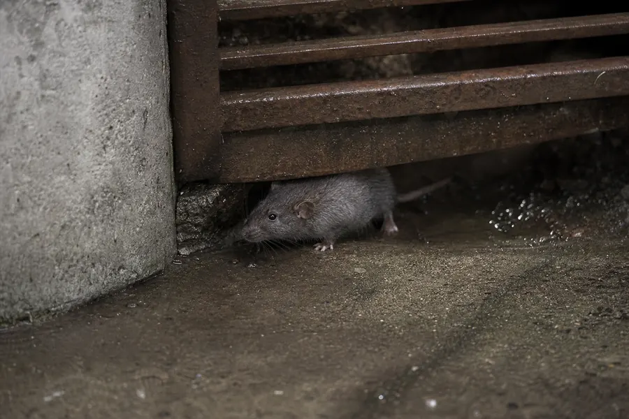 He visto una rata en el patio: pasos a seguir